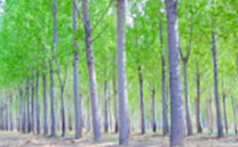 �����ח����