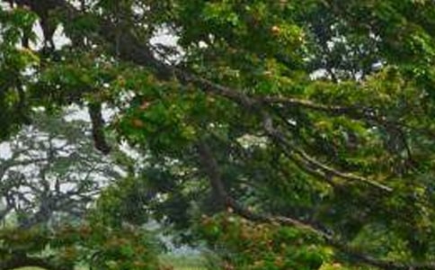 ���꼉(j��)�Z�İח�̰�