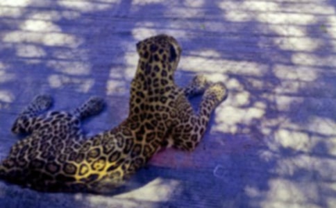 �P(gu��n)�ڱ��ӵ�Ъ���Z(y��)