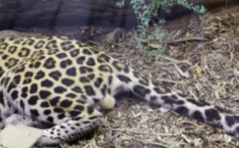 �������ϵĺڰ߹���