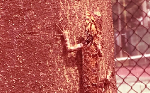 С�ڻ�����15ƪ����(y��u)�㣩