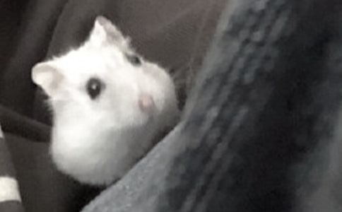 �ɐ۵�С�}������