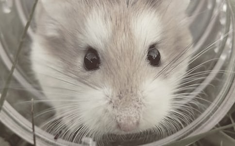 ����(j��ng)�䣩�ɐ۵�С�}������