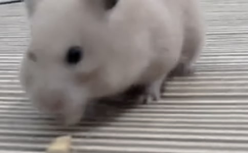 �ɐ۵Ă}�����ġ����x��