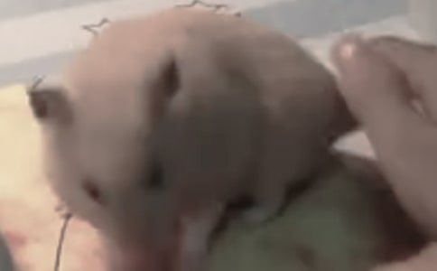 �ɐ۵�С�}�����ă�(y��u)�x[15ƪ]