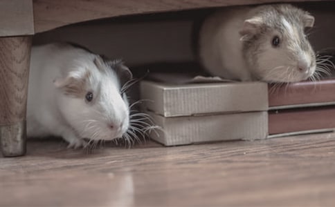 (��(y��u)��)С�}������