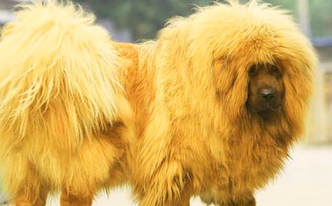 讀“藏獒”有感匯編15篇