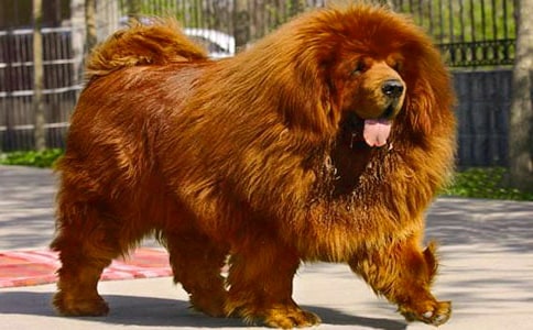 讀“藏獒”有感