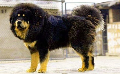 讀“藏獒”有感15篇