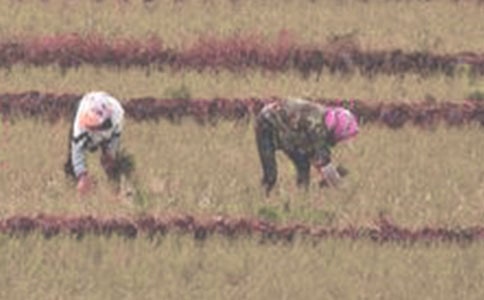 �P(gu��n)���L���������е����������g(sh��)��Ҋ