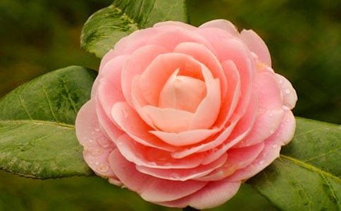 ������ɽ�軨���ă�(y��u)�x��15ƪ��