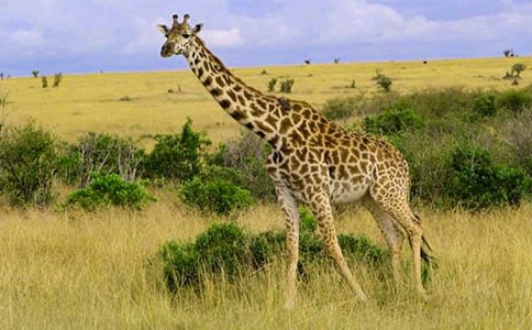 �L�i¹�ć���ͯԒ����350�֣����x12ƪ��