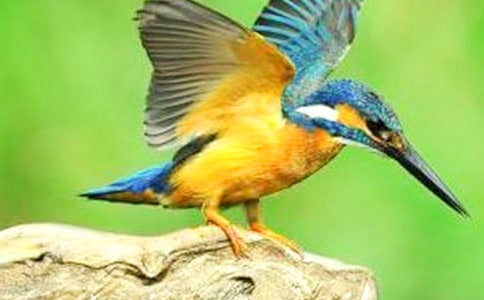 ���B(ni��o)΢�n��˼