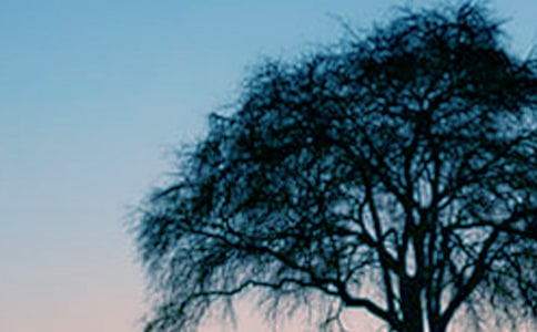 ����������ľ�Ʒ��6ƪ��