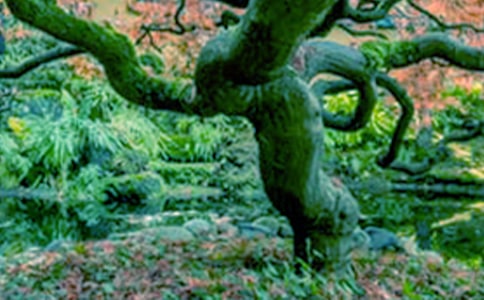 ����һ�ô�����ľ��A(15ƪ)