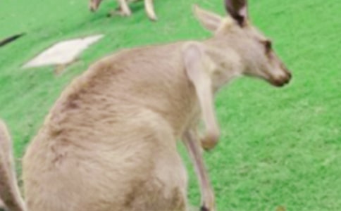 ���Ĵ�������2ƪ(���A)