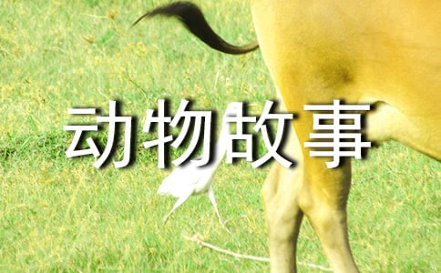 西頓動物故事讀后感(精選39篇)