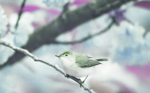 ��ֲ���^����ӛ