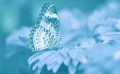 �茑��ֲ���Ԋ��250��