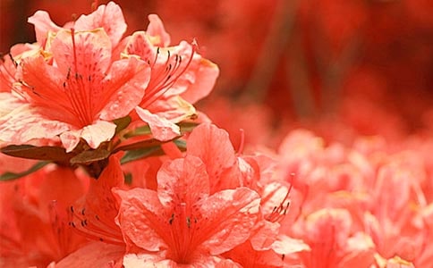 �茑���N����Ԋ��9ƪ