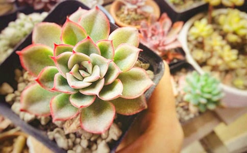 ����(y��u)���ҼҵĶ�������