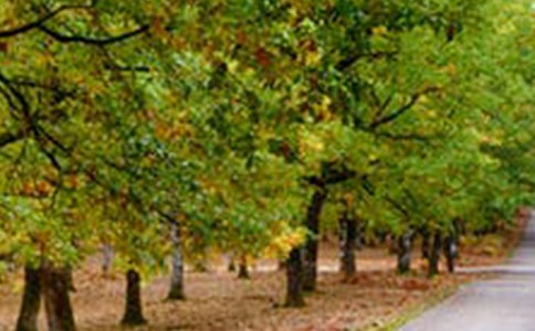 ����Ʒ�������L(f��ng)�������\��9ƪ