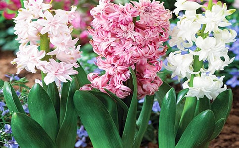 �L(f��ng)���ӵ�����