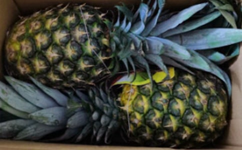 ���õ��P�滨�ķ�ֳ����