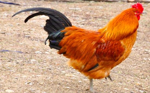 Ъ���Z��ԵĹ��u�����