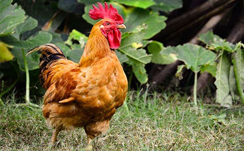 �P(gu��n)���F��Ĺ��uЪ���Z(y��)