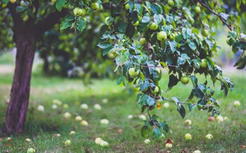 豐收的果園作文