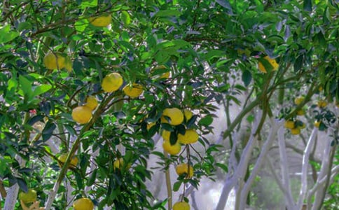 關(guān)于果園的作文