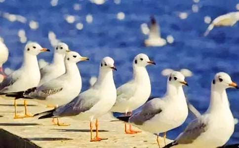 �����t�̼{ɭ���x���13ƪ