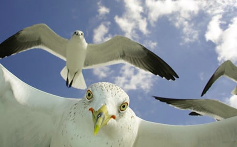 �x�����t�̼{ɭ���и�10ƪ