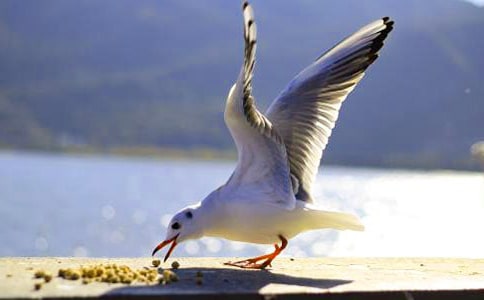 海鷗喬納森讀后感