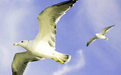 《海鷗喬納森》讀后感合集10篇