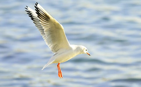 �x�����t�̼{ɭ���и�