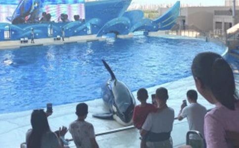 海洋公園見聞作文