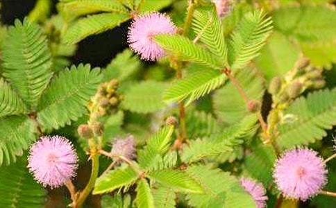 ���߲ݞ�ʲô������С�W���\��8ƪ��