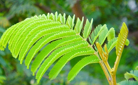 �P�ں��߲ݵ�����