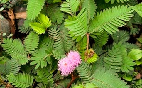 ���߲ݵ���������10ƪ