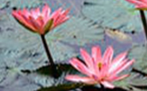 �茑�ɻ������ģ����x39ƪ��