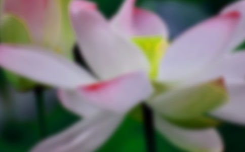 �茑�ɻ����P(gu��n)Ԋ��