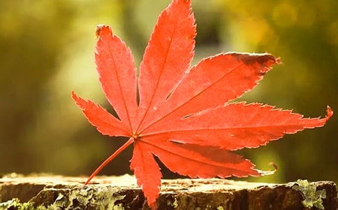 ��ϼ�t�~����