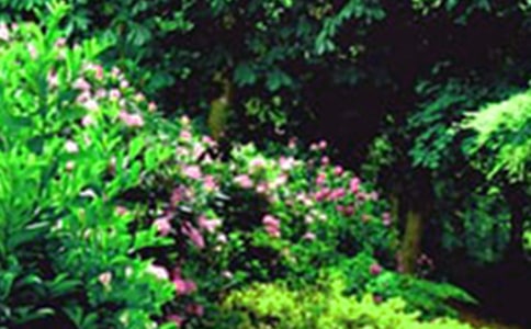 ���뻨�@����