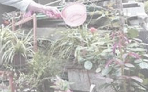 澆花優(yōu)秀作文