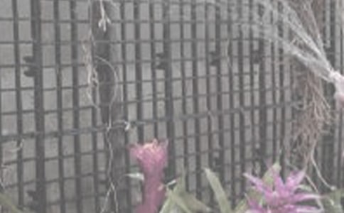 三年級澆花作文匯編10篇