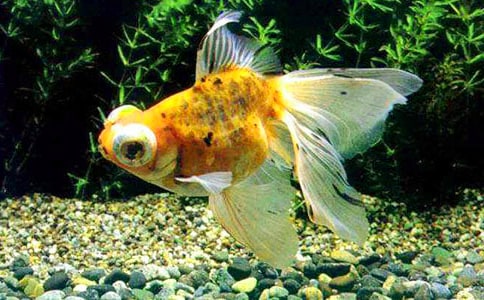 �ɐ۵Ľ��~����(�ϼ�15ƪ)