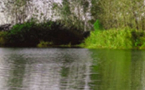 �茑��ɫ�ľ���