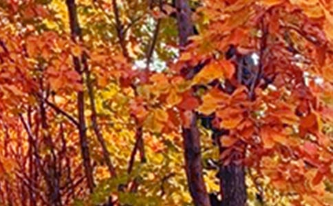 �茑��߅��ɫ�ľ���